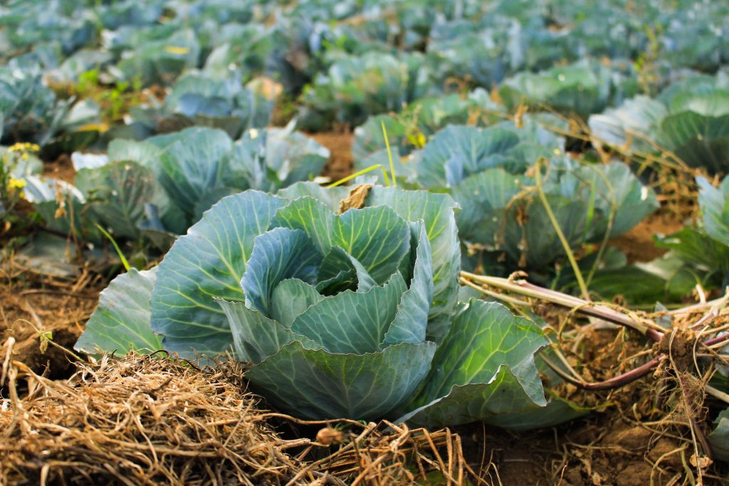 plant variety protection