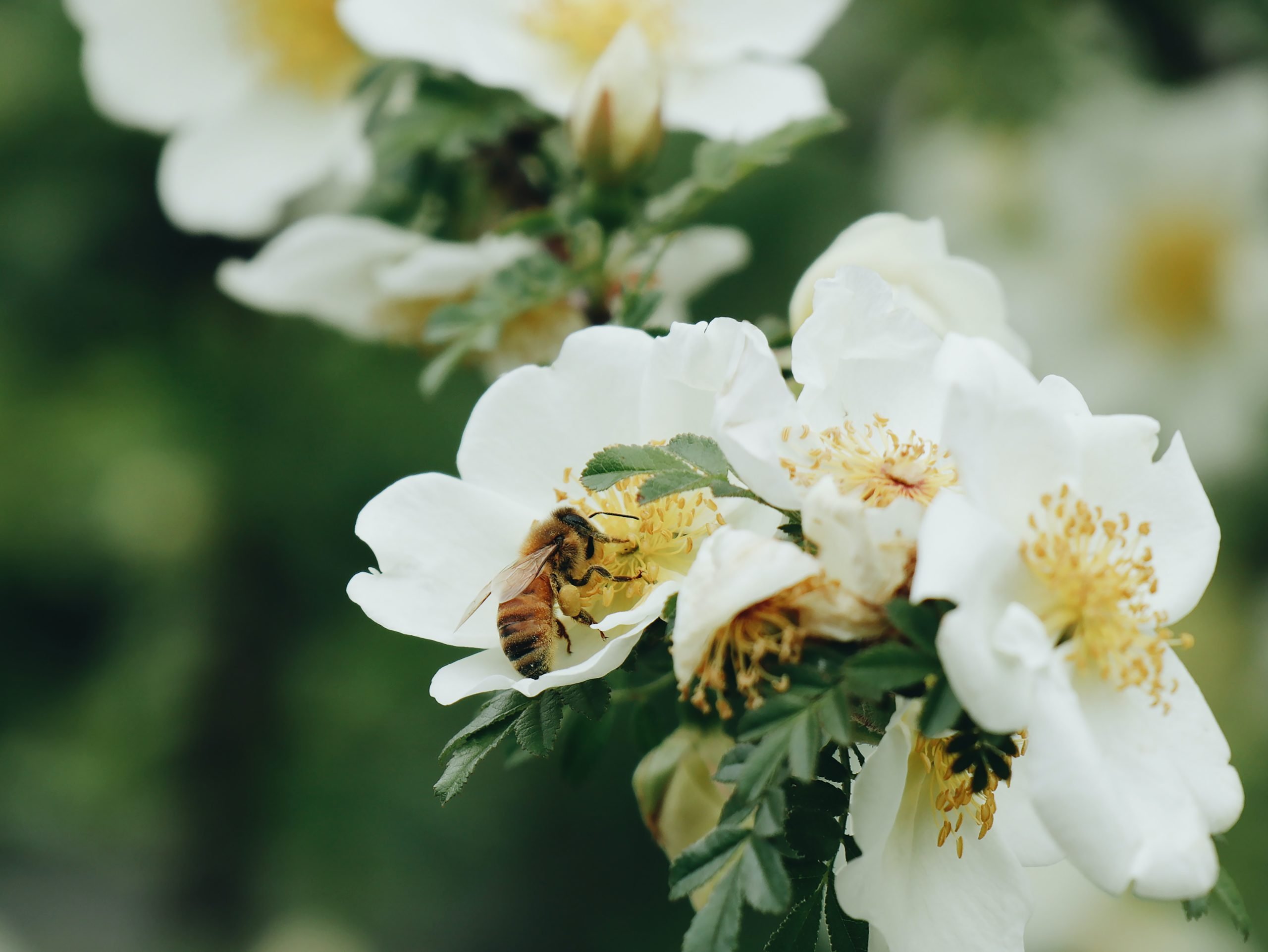 New Zealand Loses Manuka Honey Trademark Battle Against Australia