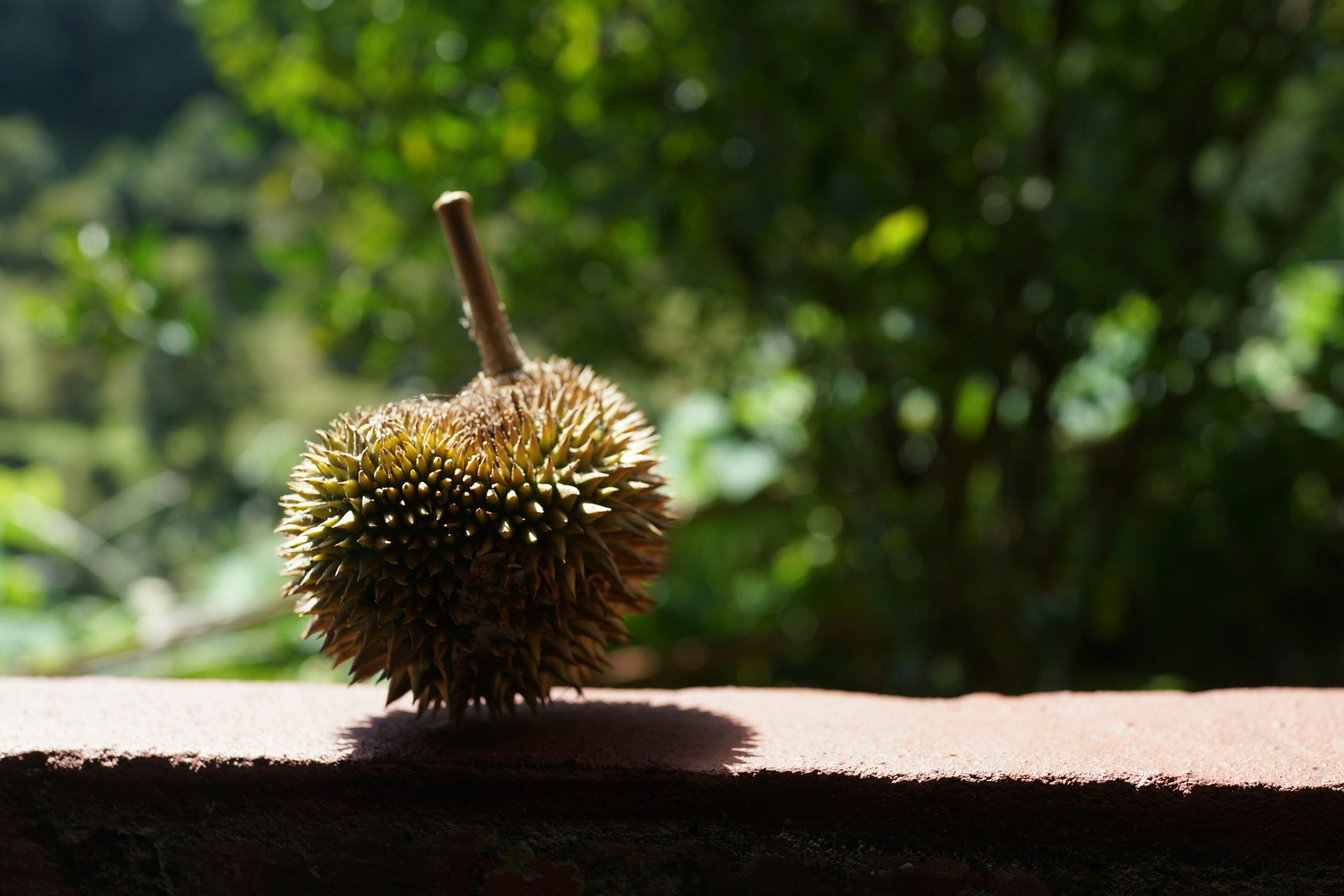 Malaysia Proposes Patent Protection for Musang King Durians