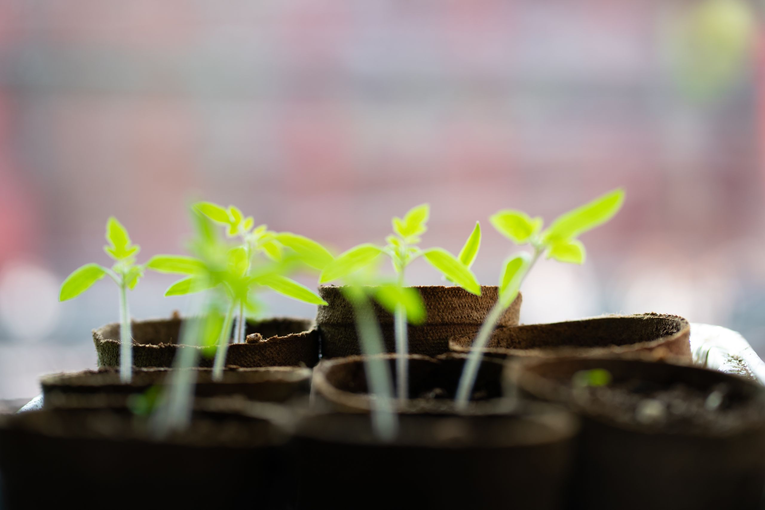 How Plant Variety Protection Works in Malaysia: A Business Breakdown