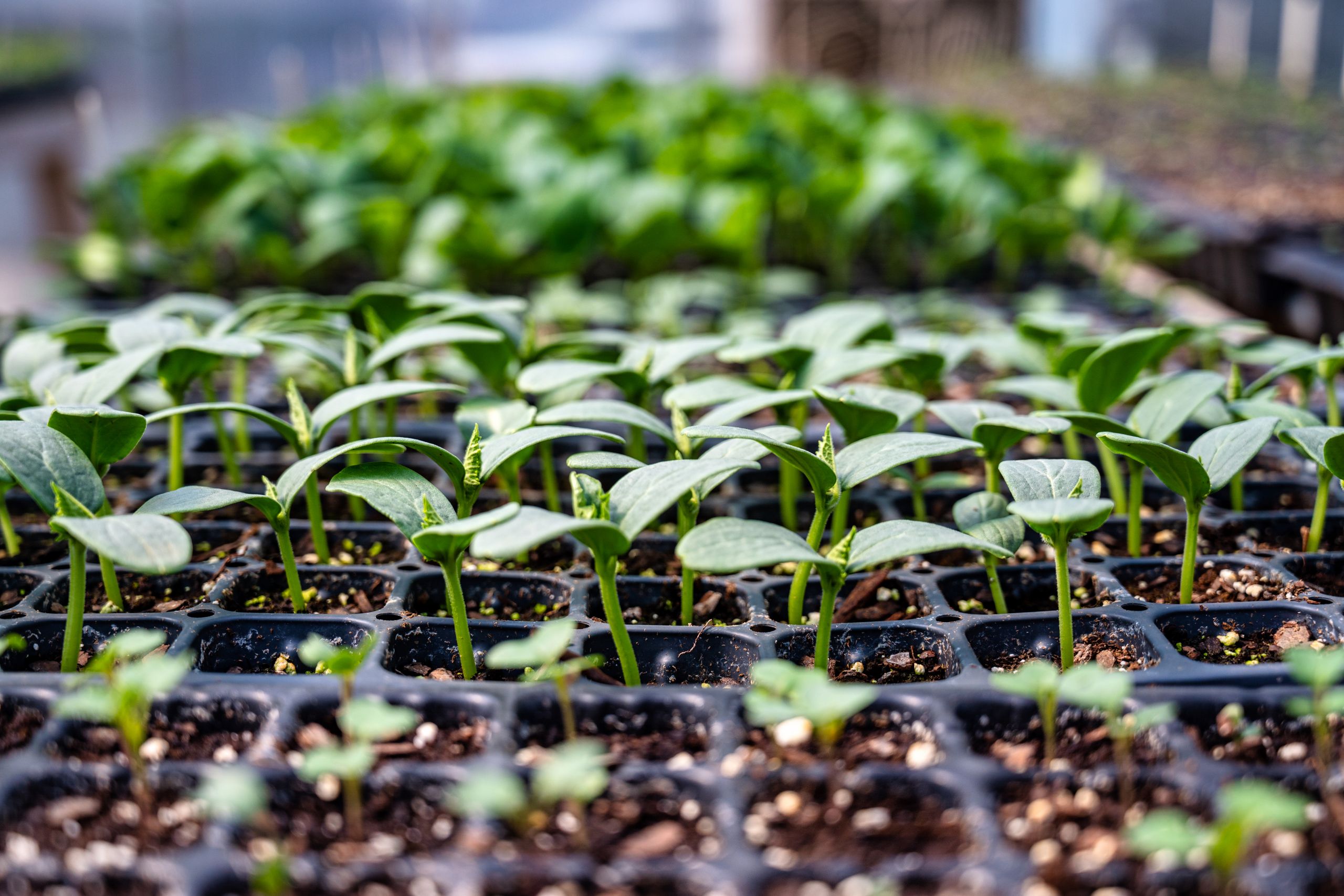Seeds of Change – The Amendments To Malaysia’s Plant Variety Protection